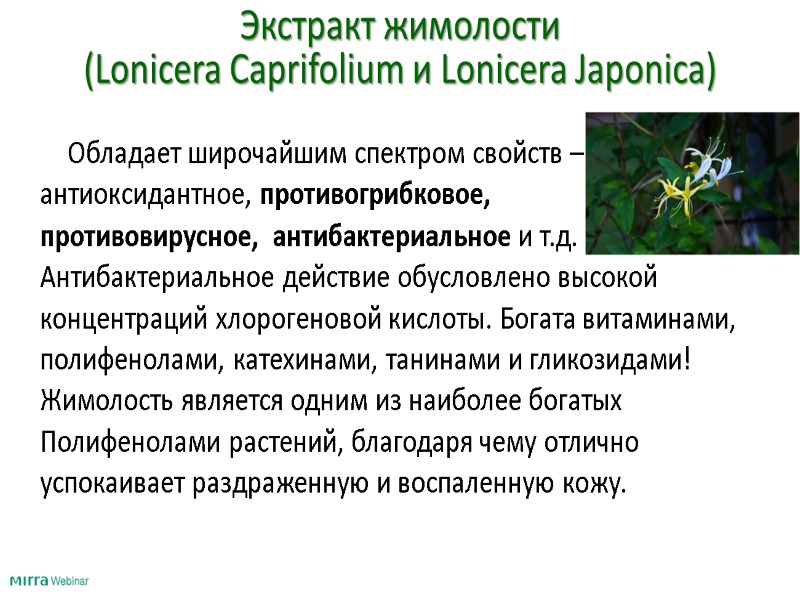 Экстракт жимолости  (Lonicera Caprifolium и Lonicera Japonica)   Обладает широчайшим спектром свойств